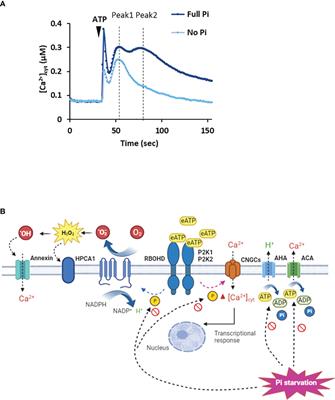 Phosphate-deprivation and damage signalling by extracellular ATP
